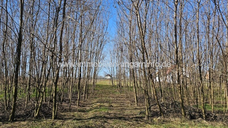 In den Weinbergen von Marcali Keller/Ferienhaus auf Panoramagrundstück zu verkaufen