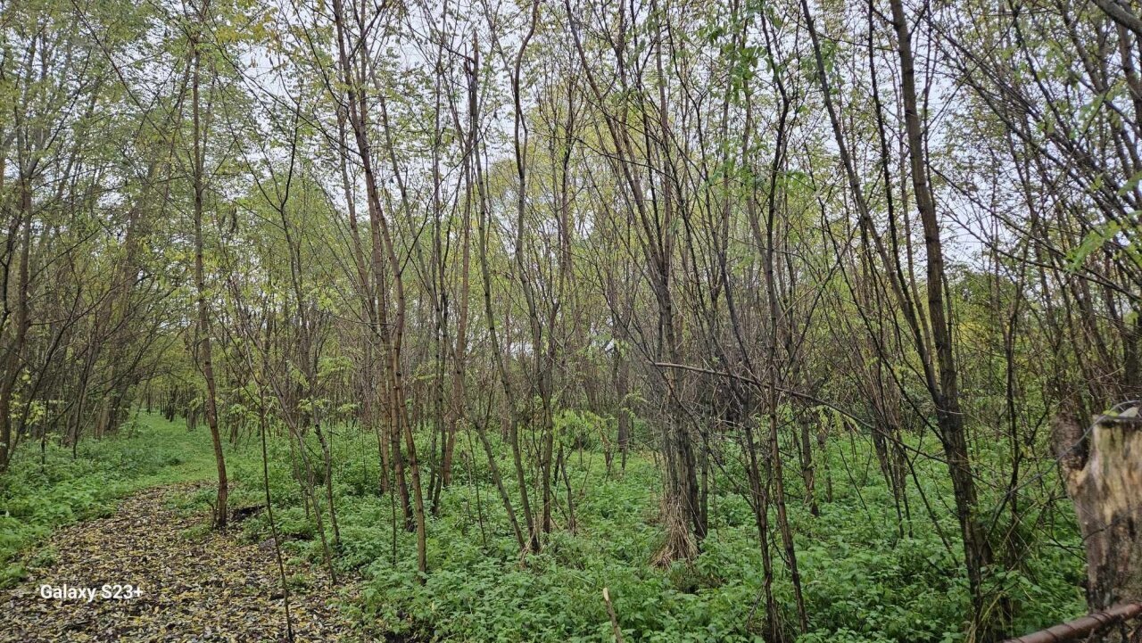 Einfamilienhaus mit großem Grundstück und Wald in der Nähe des Plattensees