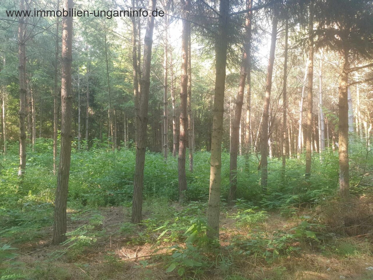 Zu verkaufen 3,2 Hektar großes Familienanwesen mit 3 Häusern, Pool, See, Wald