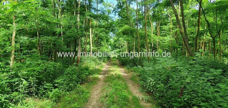 Akazienwald in der Umgebung des Plattensees 