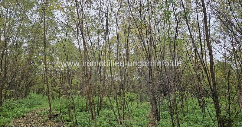 1,4 Hektar Land zu verkaufen 19 km vom Plattensee entfernt