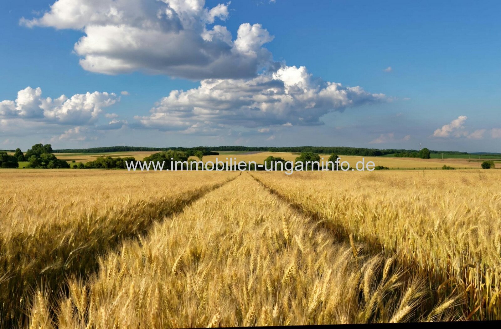 In Böhönye stehen 1,3 Hektar Ackerland zum Verkauf