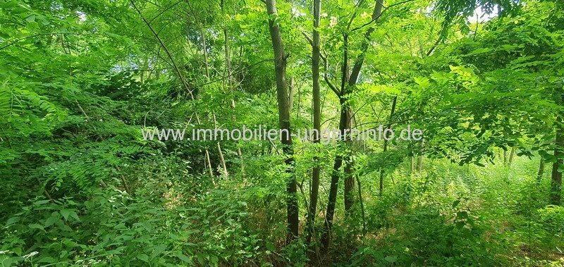Akazienwald in der Umgebung des Plattensees