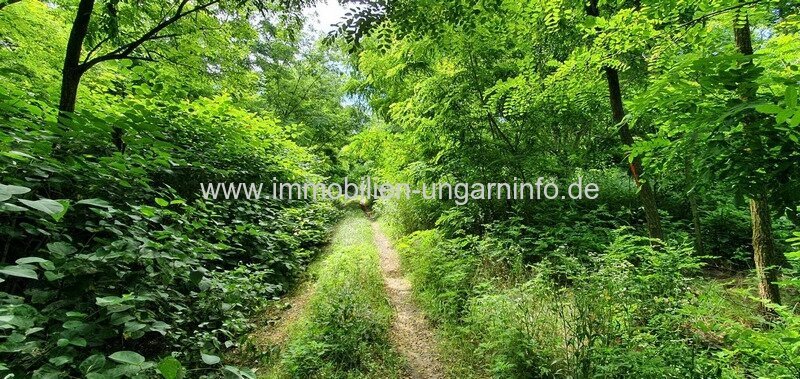 Akazienwald in der Umgebung des Plattensees