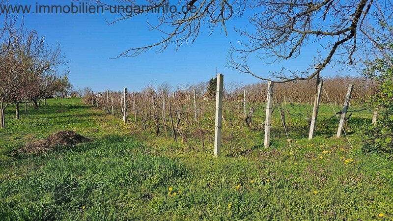 Keller/Presshaus in der Nähe des Plattensees mit Panoramablick zu verkaufen
