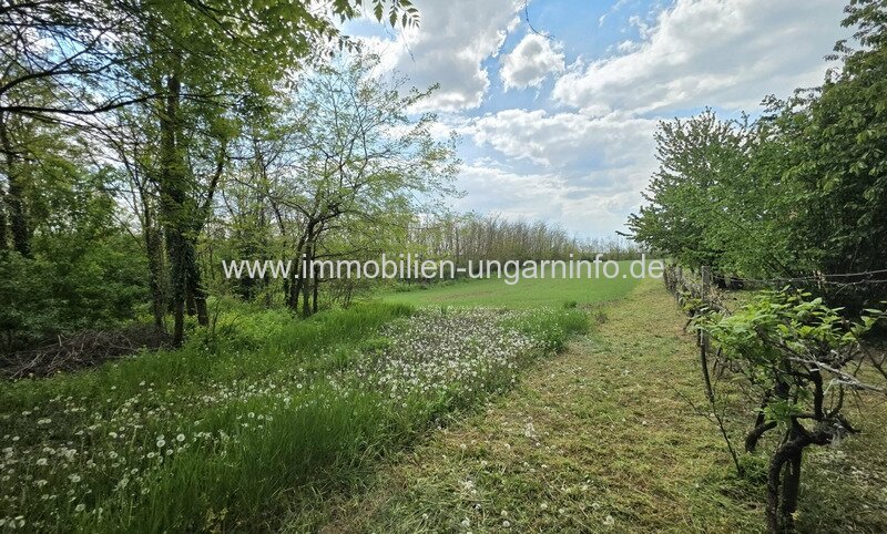 Weinberg in Öreglak (Komitat Somogy) - 2 zusammenhängende Grundstücke mit Haus und Wald