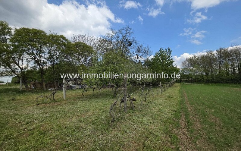 Weinberg in Öreglak (Komitat Somogy) - 2 zusammenhängende Grundstücke mit Haus und Wald