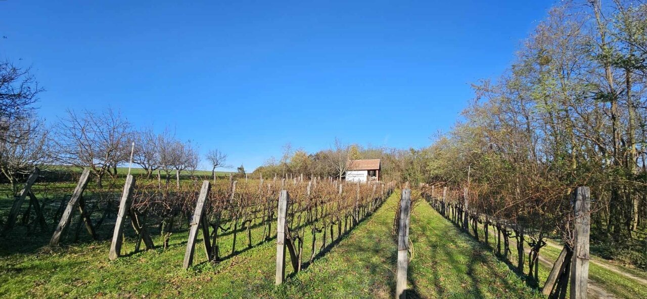 2 Keller/Wochenendhaus mit großem Grundstück in den Weinbergen von Marcali zu verkaufen