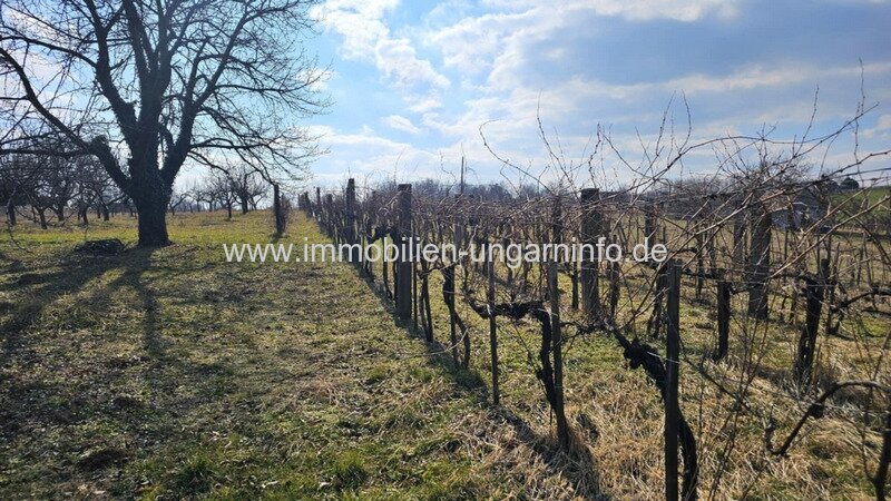 Keller/Wochenendhaus mit Panoramagrundstück im Weinberg Kéthely zu verkaufen