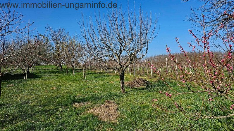 Keller/Presshaus in der Nähe des Plattensees mit Panoramablick zu verkaufen